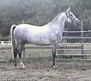 Tzar